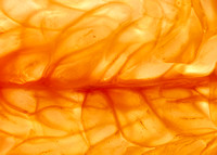 Grapefruit Abstract
