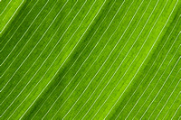Green Striped Leaf