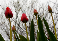 Dreary Tulips